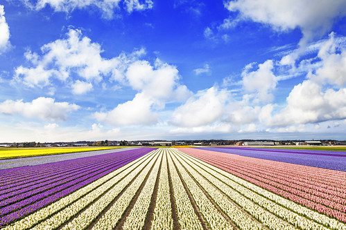 Tulip fields